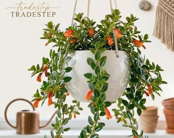 Goldfish Shady Lady Plant – Tropical Flowering Houseplant, Hanging Indoor Décor