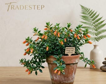 Goldfish Shady Lady Live Plant in Pot – Tropical Flowering Houseplant for Hanging Indoor Décor