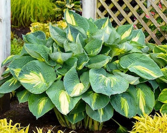 355+ Hosta Seeds – Perennial Shade-Tolerant Plants for Home Gardens, Patios,