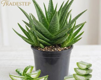 Live Aloe Vera Plant, Easy Care Succulent, 2 Inch Pot, Healing Houseplant
