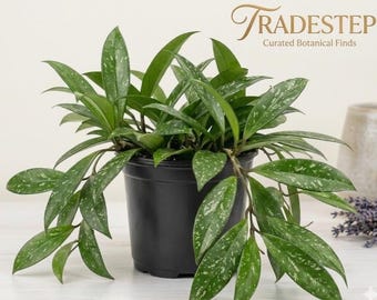 Rare Variegated Hoya Splash Plant, 4 Inch Pot, Indoor Houseplant for Collectors