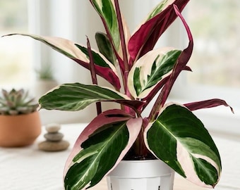 Stromanthe Triostar Live Plant Calathea Prayer Plant Indoor Air Purifying Houseplant
