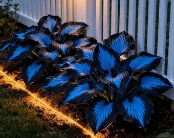 220+ Hosta Seeds – Rare Perennial Shade Plants for Garden Borders,