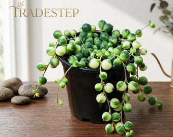 Variegated String of Pearls Live Plant, Trailing Succulent Houseplant, 4 Inch Pot