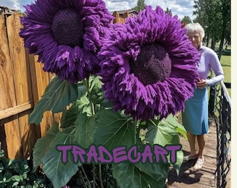 800PCS Teddy Bear Sunflower Seeds – Giant Heirloom Blooms, Pollinator Friendly Garden Flowers