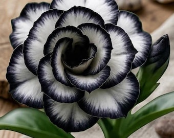 Desert Rose Black Fang Starter Plant Live Adenium Rare Succulent Exotic Flowering Plant Indoor Outdoor