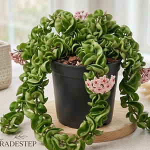 Twisted Hoya Live Plant – Trailing Indoor Houseplant, 3 Inch Pot