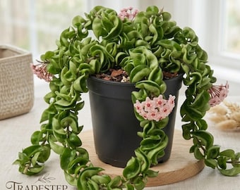 Twisted Hoya Live Plant – Trailing Indoor Houseplant, 3 Inch Pot