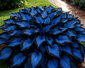 210+ Rare Hosta Seeds – Perennial Shade Plants for Garden Borders, Pathways,