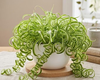 Curly Spider Plant Live Indoor Houseplant in 4” Pot | Chlorophytum Comosum