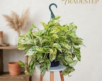 Live Marble Queen Pothos, Variegated Trailing Houseplant, Indoor Office Decor, Gardener Present