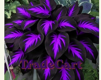 200+ Hosta Seeds for Planting | Rare Shade Perennial Garden Flower Seeds Non-GMO