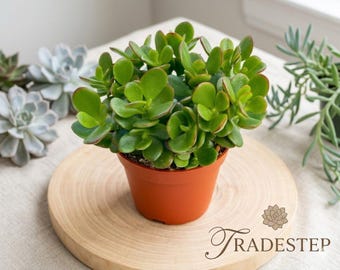 Jade Plant Live Succulent 4” Pot | Crassula Ovata Easy Care Houseplant