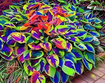 150 Hosta Seeds – Perennial Ornamental Leaf Plants for Home Gardens, Outdor