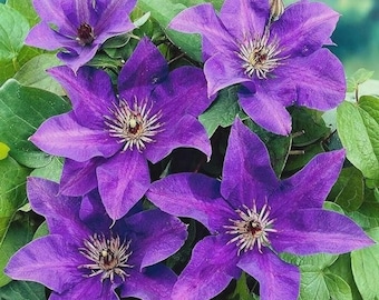 Dark Purple Clematis Seeds – Climbing Perennial Flower Vine, Non-GMO Heirloom Garden Planting