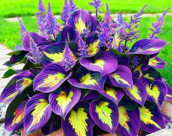 210 Hosta Seeds – Shade Garden Perennial Plants with Decorative Foliage for Gifts