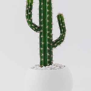 Puede incluir: Un cactus alto de color verde oscuro estilo saguaro con crestas verticales y pequeñas espinas de color claro. El cactus está plantado en una maceta esférica blanca mate y lisa, rellena con pequeñas piedras decorativas blancas en la base.
