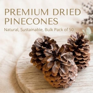 May include: Three brown pinecones arranged together. The text in the image reads: PREMIUM DRIED PINECONES, Natural, Sustainable, Bulk Pack of 50. The pinecones have a woody, layered texture with pointed scales and a conical shape.