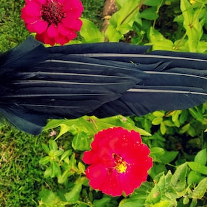 NEW YEAR SALE! Smudge Fan. Smudge Feather. Raven. Crow. Feather. Crow Feather Fan. Black. Raven Fan. Crow Fan. Feather for Smudge. Native.
