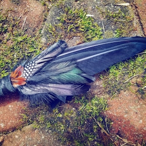 Smudge Fan. Smudge Feather. Raven. Crow. Feather. Crow Feather Fan. Black. Raven Fan. Crow Fan. Feather for Smudge. Shaman Fan. Bird Wing.