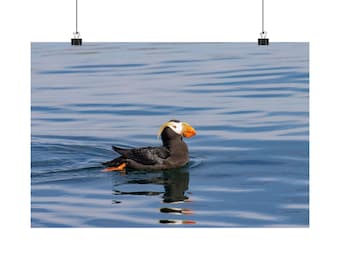 Tufted Puffin Poster | Matte Horizontal