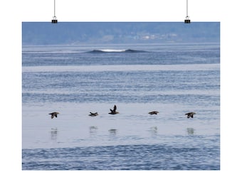 Seaside Birds in Flight Matte Horizontal Poster | Ocean Coastal Wall Art