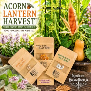 Drei Schwestern Terrasse Gartenset | Heirloom Samen von Mais, Bohne, Kürbis (bestäuberfreundlich)
