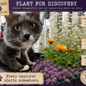 May include: A gray cat wearing a blue harness sits in a planter box filled with purple alyssum, orange calendula, and white calico aster flowers. Text on the image includes PLANT FOR DISCOVERY, Explorer Garden by Captain Rex, and Every explorer starts somewhere.