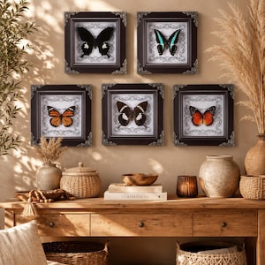 May include: Five framed butterfly displays with dark brown ornate frames. The butterflies are in various colours, including black, orange, and blue. The frames are mounted on a light brown wall above a wooden console table.