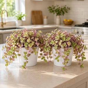 May include: Two potted plants with trailing stems and small, variegated leaves in shades of light green, cream, and soft pink. Each plant is housed in a simple, smooth, white cylindrical ceramic pot, creating a balanced and symmetrical display.