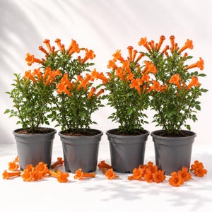 May include: Four grey plastic pots each containing a trumpet vine plant with vibrant orange, trumpet-shaped flowers and green leaves. Several loose orange trumpet vine flowers are scattered on the surface in front of the four potted plants.