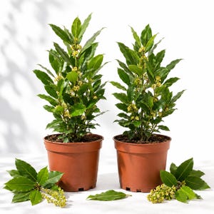 May include: Two potted bay laurel plants with dark green, pointed leaves and small clusters of yellow flowers. Each plant is housed in a simple, round, terracotta-colored plastic pot. Loose bay leaves and flower clusters lie on the surface.