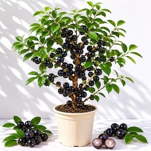 May include: A jabuticaba tree in a beige plastic pot, featuring a woody trunk and numerous branches covered in small, glossy green leaves and clusters of round, dark purple to black fruit. Several loose jabuticaba fruits and leaves lie nearby.