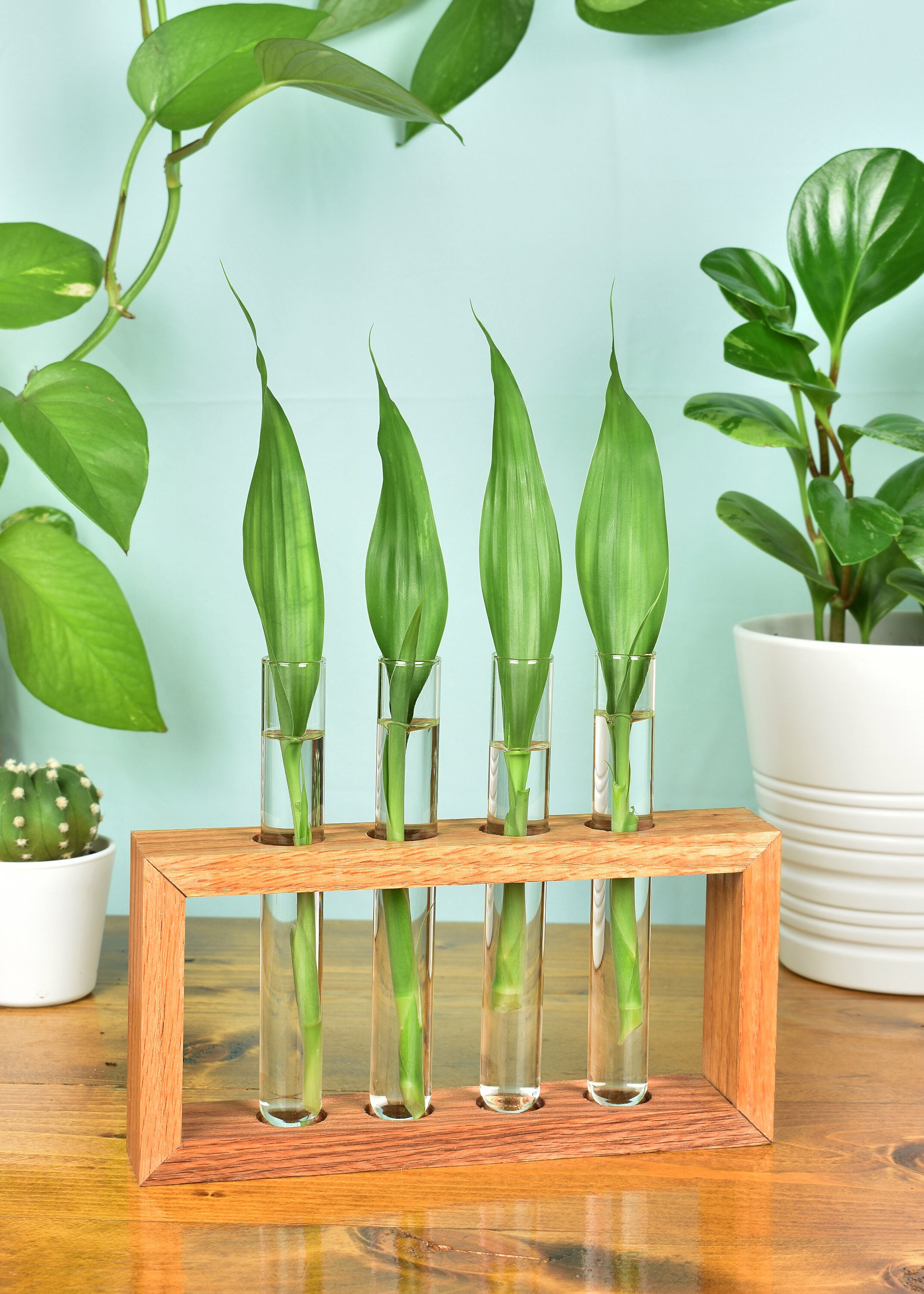 Plant Propagation Station With Glass Test Tubes 4 Slot Red Etsy Denmark