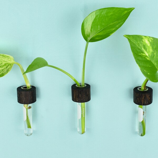 Propagation Tubes Etsy