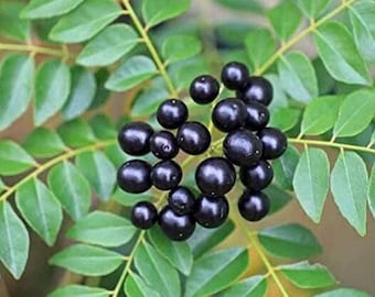Curryblattsamen - ein aromatisches Küchenkraut für den Hausgarten
