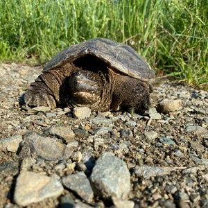 Kleine Schildkröte