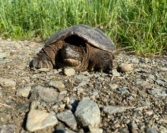 Carte heArtful_Turtle