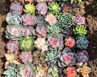 2/24/100pcs Mixed Succulent Bundle Varieties Random Bare Root Succulents Mini Echeveria Collection One of a Rosette Succulents for DIY