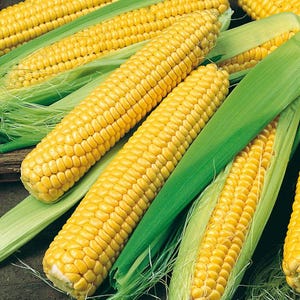 Goldenes Zwergmais-Zuckermais | Heirloom Non-GMO Gemüsegarten Crop