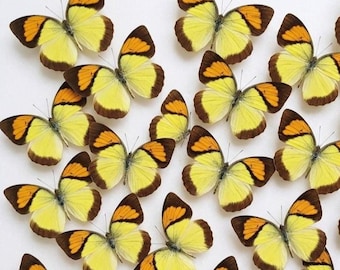 1-50 Stück Gelb Orange Spitze Schmetterlingsmuster | Harz Handwerk Versorgung | Gothic Raumdekor | DIY Kunst Material | 50er Jahre Tierskulptur