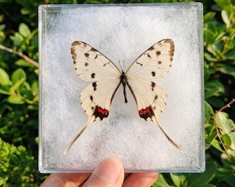 Äkta drakesvalstjärtfjärilsexemplar, Sericinus Montela entomologi taxidermi, hartskonst och hantverksmaterial kuriosakabinett kuriosa