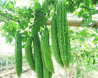 Melone amaro - Varietà autoctona - Semi facili da coltivare