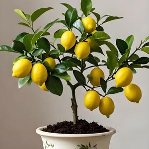 Könnte beinhalten: Ein kleiner Zitronenbaum in einem Topf, beladen mit reifen, gelben Zitronen und üppigen grünen Blättern. Der Topf ist mit floralen Mustern verziert. Der Baum ist eine kompakte Zimmerpflanze, ideal für einen sonnigen Platz. Die Zitronen sind erntereif.