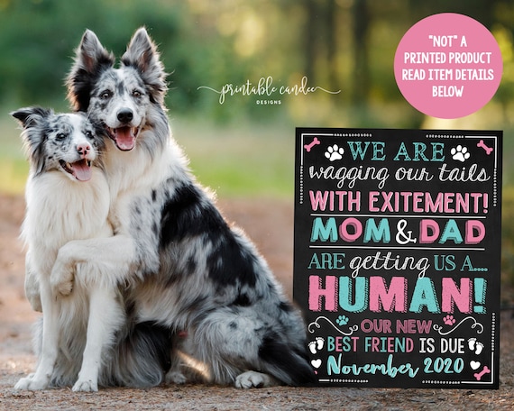 Pregnancy Announcement Dogs Multiple Sign New Best Friend