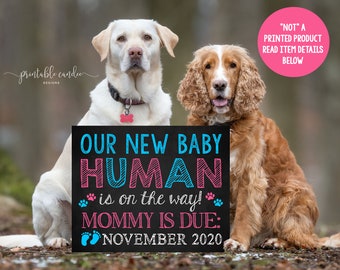 May include: Two dogs, a white Labrador Retriever and a brown Cocker Spaniel, sit in front of a black chalkboard sign that reads "Our New Baby Human is on the way! Mommy is due: November 2020".