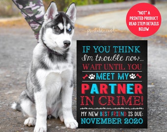 May include: A black chalkboard sign with white text that reads "If you think I'm trouble now... wait until you meet my partner in crime! My new best friend is due: November 2020". A husky puppy sits in front of the sign.