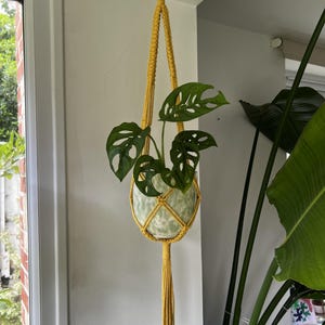 May include: A bright yellow macrame plant hanger featuring a knotted cord design and a long tassel at the bottom. The hanger supports a light green ceramic pot containing a Monstera adansonii plant with dark green, fenestrated leaves.
