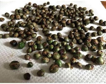 Fresh Organic Curry Leaf Seeds (Murraya koenigii) – Non-GMO, High Germination Rate, Aromatic Indian Curry Tree Seeds for Home Gardening