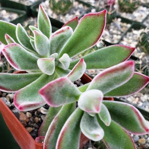 May include: A succulent plant with fuzzy, green, lance-shaped leaves arranged in a rosette pattern. The leaves feature distinct, thin, reddish-pink margins and a soft, velvety texture. The plant is potted in a small, square, orange plastic container.